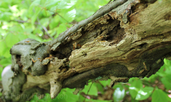 beech deadwood